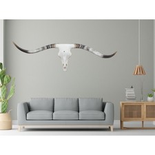 Authentic longhorn skull for sale  San Antonio
