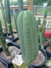 cactus update for sale cactus update for sale Monticello