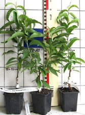 Prunus persica roter gebraucht kaufen  Bad Bergzabern