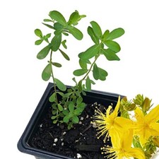 Organic saint john for sale  Weston