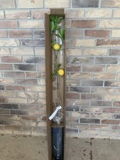 Meyers lemon tree for sale  Eagle Lake