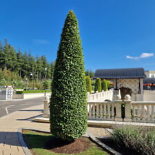 Hornbeam fastigiata 5ft for sale  NEWTOWNARDS