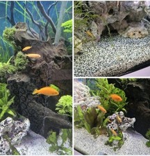 Live fish tropical for sale  BLYTH