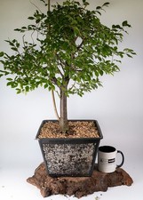 Prunus species large for sale  ELGIN