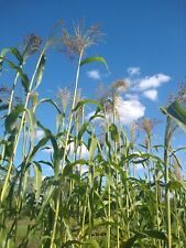 Broom corn seed for sale  Reading