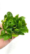 anubias nana for sale anubias nana for sale KETTERING