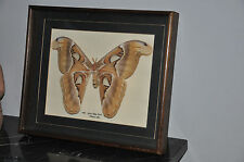 Attacus atlas cadre d'occasion  Châtelaillon-Plage