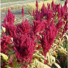 Katia amaranth amaranthus d'occasion  Expédié en France