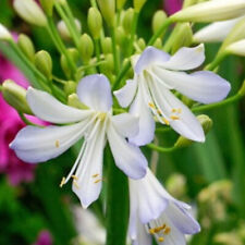 Agapanthus silver baby for sale  BOURNE