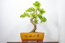 Large chinese elm for sale  DERBY