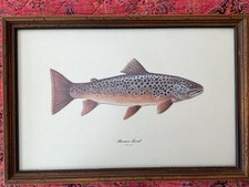 Brown trout matted for sale  East Aurora