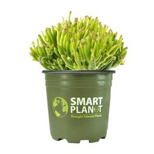 Smart planet crassula for sale  Miami