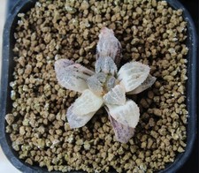 Haworthia yoroi variegata gebraucht kaufen  Potsdam