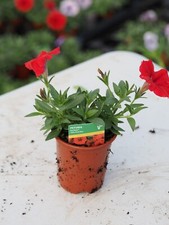 9cm trailing petunia for sale  CARMARTHEN