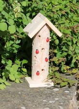 Greenkey ladybird insect for sale  DOWNHAM MARKET