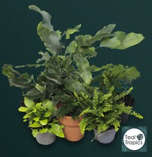 Terrarium fern mix for sale  SWINDON
