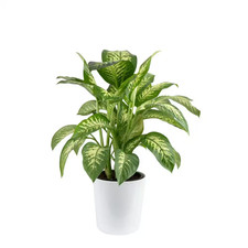 Dieffenbachia indoor plant for sale  Miami
