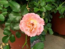 Peach drift new for sale  Ben Wheeler