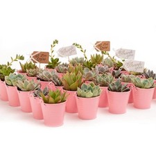 Succulent source wedding for sale  Miami