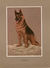 CÃO PASTOR ALEMÃO VINTAGE 1968 ANTIGO CÃO ARTE IMPRESSÃO Artista JAQUELINE DES CLAYES, usado comprar usado  Enviando para Brazil