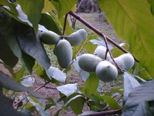 Pawpaw tree seed for sale  East Troy