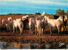 Animaux horses camargue d'occasion  Expédié en Belgium