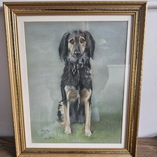 saluki pups for sale saluki pups for sale ROSSENDALE