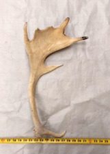 Natural real fallow for sale  USA