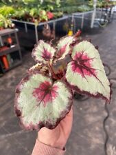 Harmonys bullseye begonia for sale  Rockport