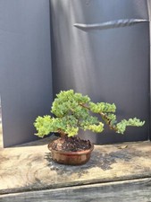 juniper trees for sale juniper trees for sale Rotonda West