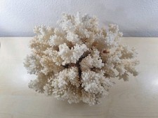 Enorme corallo prezzo usato  Lunamatrona