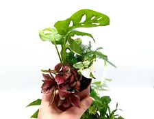 Closed terrarium plants for sale  SELBY