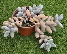 Sedum craigii large for sale  UK