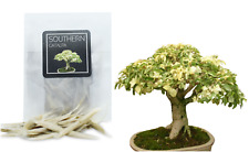 Southern catalpa bonsai for sale  HENLEY-IN-ARDEN