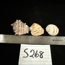 Seashells mixed lot for sale  Warner Robins