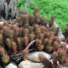 Sedum hakonense plant for sale  LONDON