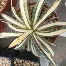 Agave philifera variegata usato  Porto Cesareo