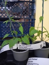Female hop hops for sale  LLANWRDA