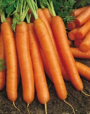 Carota nantese chioggia usato  Roma