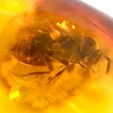 Baltic amber fly for sale  Harrison Township