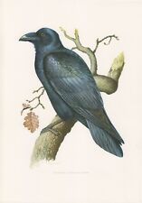 Kolkrabe corvus corax gebraucht kaufen  Lauenburg/ Elbe