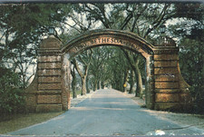 boy savannah for sale  Savannah