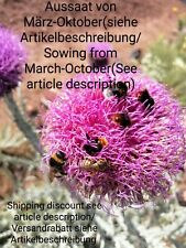 Illyrische eselsdistel nopordu gebraucht kaufen  Langenfeld (Rheinland)