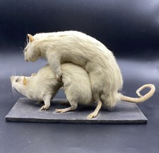 Rat taxidermy oddities for sale  Chicago
