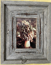 Morel mushroom print for sale  Saint Joseph