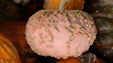 Zucca nocciolina 10 usato  Cagliari