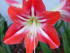 Bulbs amaryllis lily for sale  Cypress