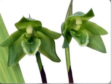 Lycaste locusta green for sale  San Francisco