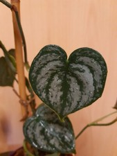 Philodendron brandtianum silbe gebraucht kaufen  Neustadt an der Weinstraße