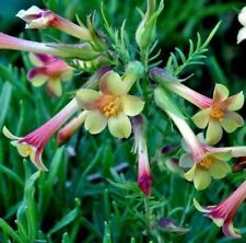 Seeds jacobs ladder for sale  WAKEFIELD